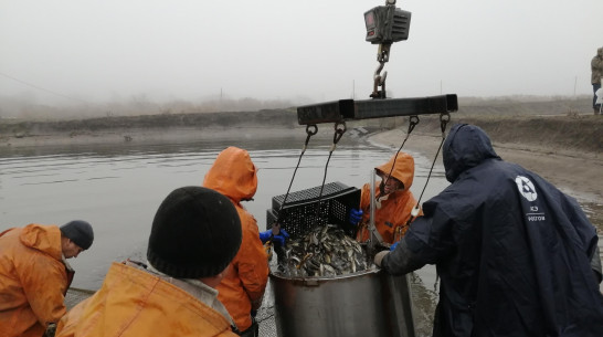 Нововоронежская АЭС выпустила в пруд-охладитель 6 тонн молоди толстолобика