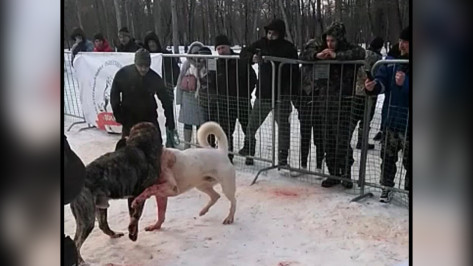 Соцсети: собачьи бои прошли под Воронежем