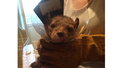 Воронежцы начали поиски дома для спасенной с пожарной лестницы куницы 