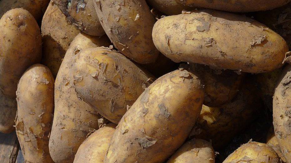Россельхознадзор запретил ввоз в Воронеж 25 т украинского картофеля
