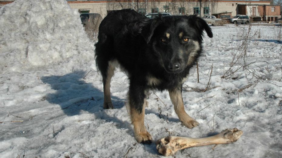 Жителю Павловского района тещин пес едва не откусил нос