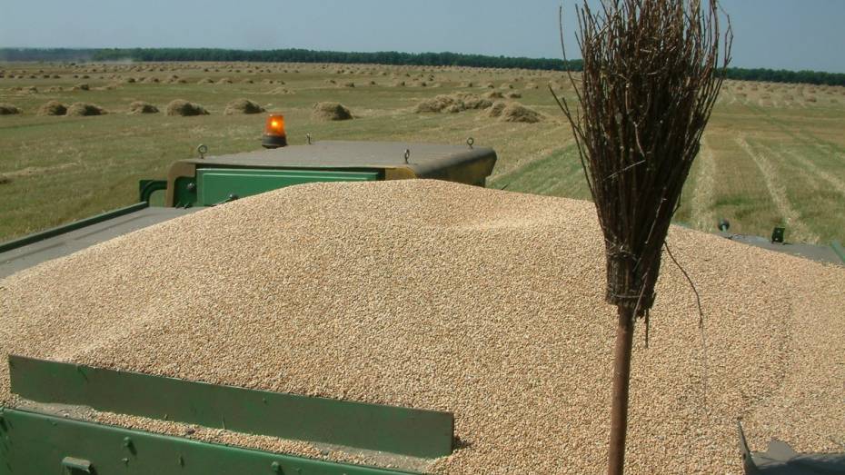 В Воронежской области уборку зерновых отложили на 2 недели из-за непогоды