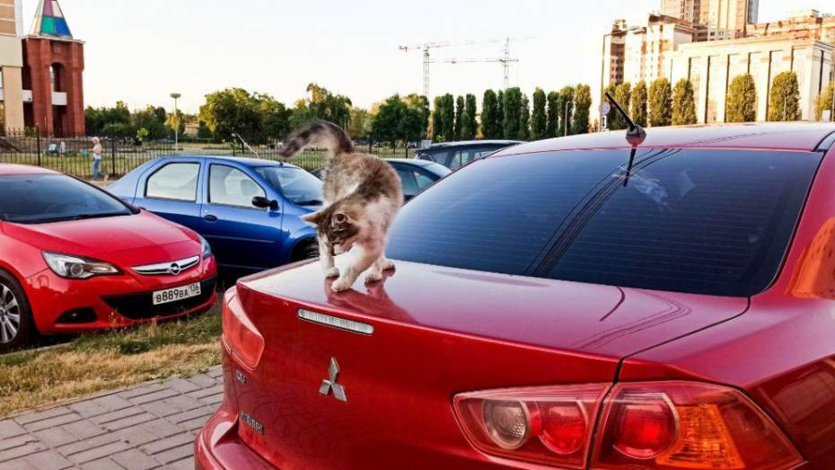 В Воронежской области последние выходные июля будут теплыми и солнечными