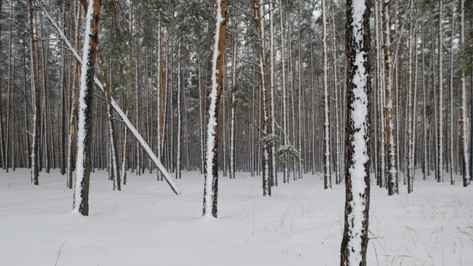 Пропавшего в Воронеже 18-летнего курьера «Яндекс.Еды» нашли повешенным на дереве