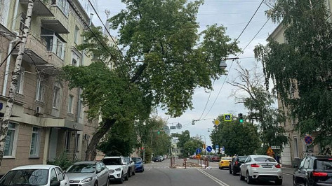 Движение на улице в центре Воронежа перекроют на 3 часа из-за вырубки аварийного клена