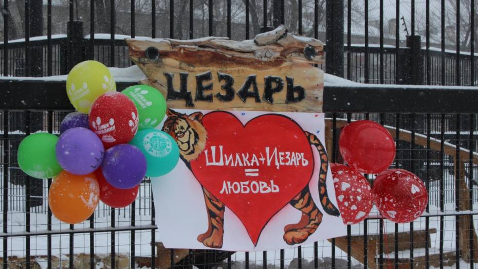 Ко Дню влюбленных горожане выбрали лучшую пару Воронежского зоопарка