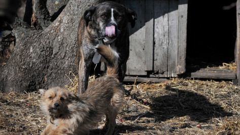 Депутаты приняли закон, позволяющий построить приют для бродячих собак в Воронеже