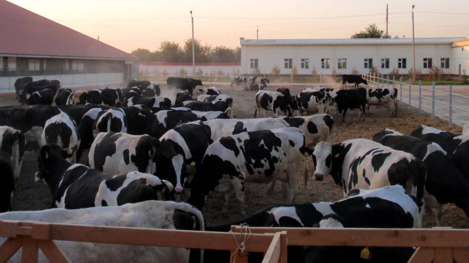  Из Венгрии в Россошанский район доставили 557 коров голштинской породы 