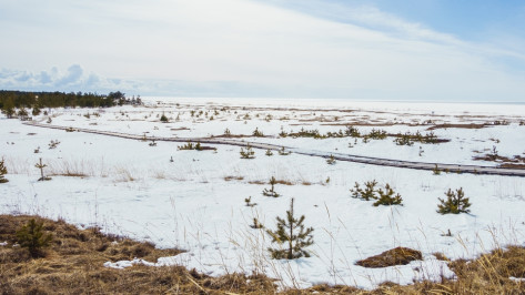 Тело пропавшей в Воронежской области пенсионерки нашли в 15 км от города