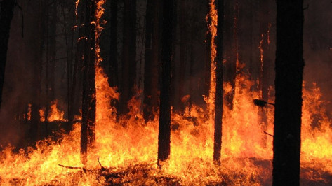 В июле и августе в Воронежской области возможно повторение пожаров лета 2010 года
