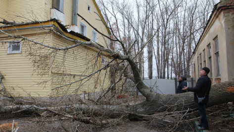 В центре Боброва сухое дерево упало на жилой дом