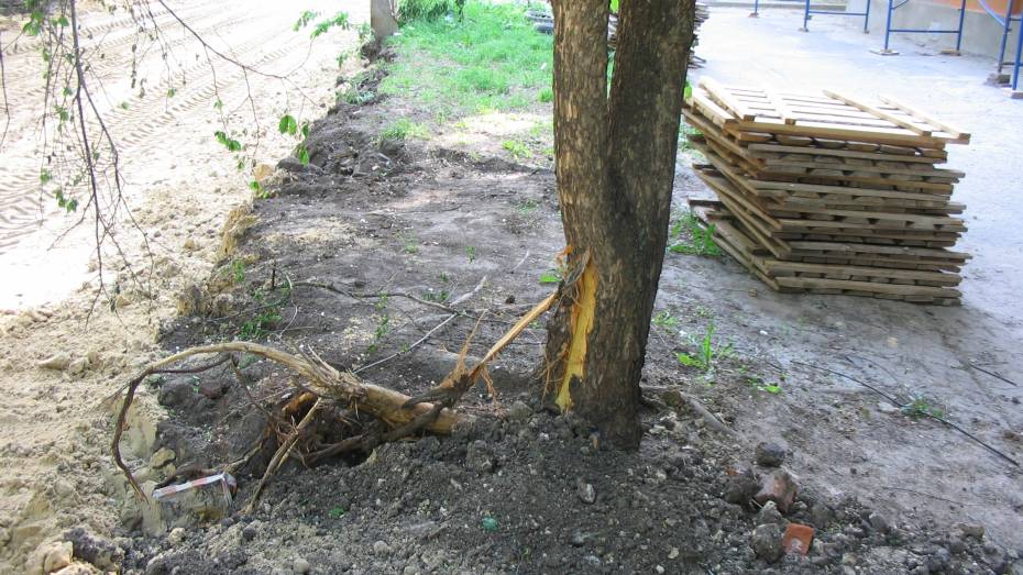 Поврежденные деревья на улице Депутатской в Воронеже обошлись подрядчику в 3 тыс рублей