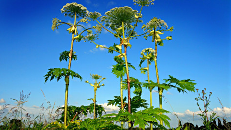 Ядовитый сорняк захватил улицы в Воронеже