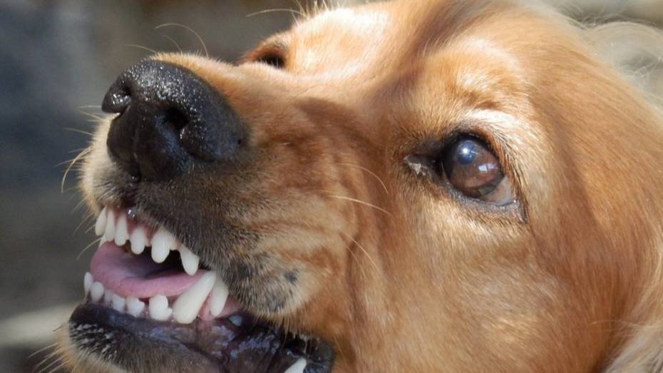 В селе Семилуки объявили карантин по бешенству из-за бродячей собаки