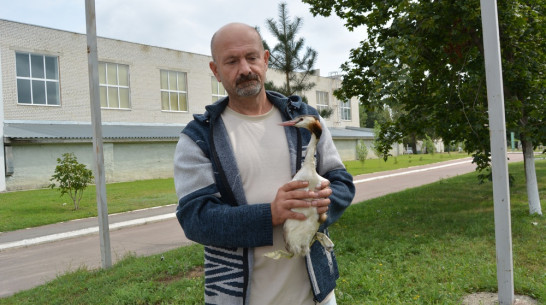 В Воронежской области на улице нашли птицу чомгу