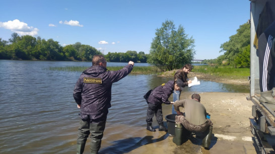 В Воронежской области выпустили 6,6 тыс мальков толстолобика в реку Дон