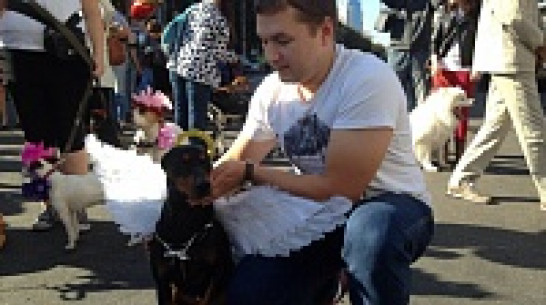 По центру Воронежа прошли собаки-ангелы, медведь на роликах и рыцарь на коне