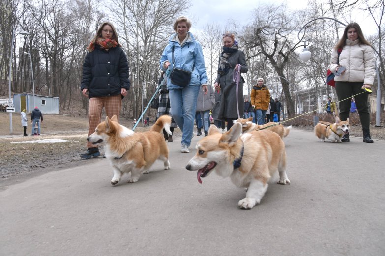 Прогулка корги