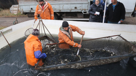 В Воронежское водохранилище выпустили более 1,4 млн толстолобиков 