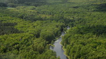Зелено вновь. Как в Воронежской области на 100 процентов восстановили потери леса от пожаров 2010 года