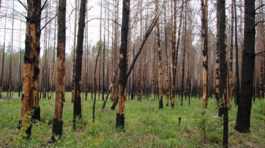 Житель Верхнемамонского района признался в краже леса