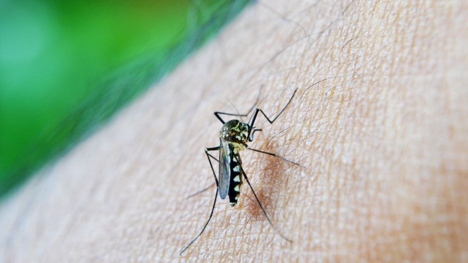 Воронежец привез домой тропическую малярию после отдыха в Африке