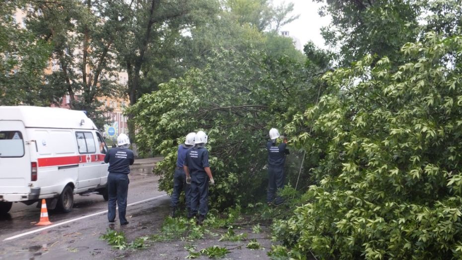 В Воронеже спасатели получили от горожан 17 заявок об упавших деревьях за день