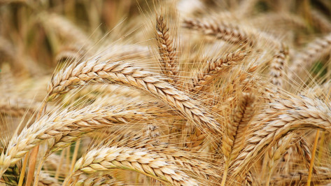 Аграрии Воронежской области собрали 3 млн тонн зерна