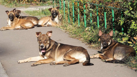 Собаки загрызли 31-летнего мужчину в Воронеже: Бастрыкин затребовал доклад по делу