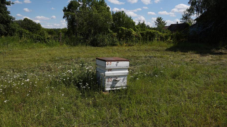Под Воронежем начинающий пчеловод украл ульи у опытного коллеги
