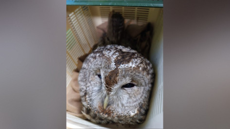 Воронежские волонтеры помогают сбитой на трассе неясыти с многочисленными травмами