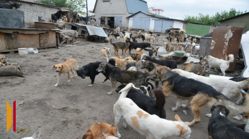 Невыносимые условия для соседей: в Воронежской области за шум и антисанитарию закрыли приют для животных
