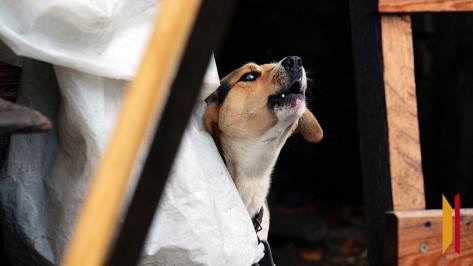 В ЖК «Мандарин» в Воронеже отловили бездомных собак после нападения на мужчину