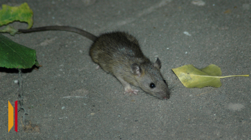 В Воронеже напротив ТРЦ «Галерея Чижова» заметили крыс