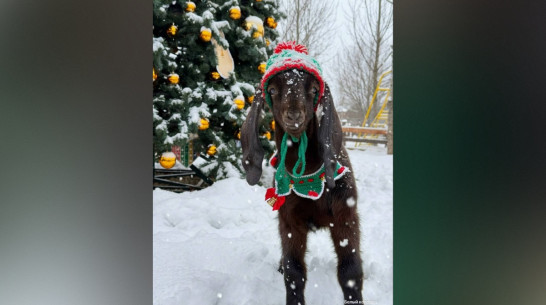 В Воронежской области в парке альпак появился забавный козлик Федя