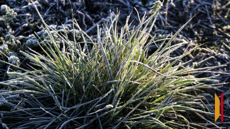 В Воронежской области объявили штормовое предупреждение из-за заморозков