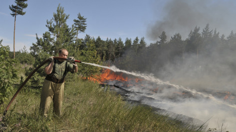 За сутки в Воронежской области сгорели 110 га леса