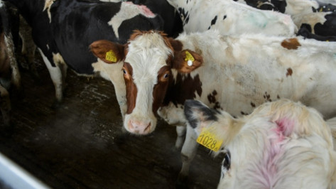 Рентабельность производства сельхозпродукции выросла вдвое за три года