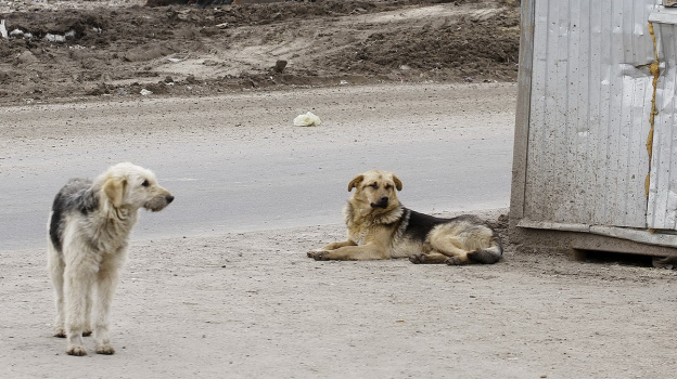 СК изучит информацию о нападении бродячих собак на женщину в Воронеже