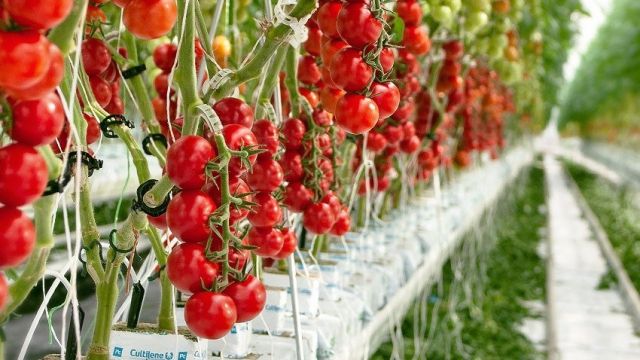 На воронежском тепличном комплексе заработала система бережливого производства