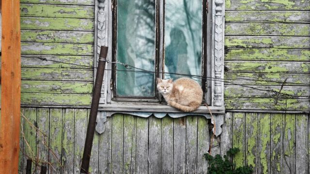 Хутор в Воронежской области признали неблагополучным по бешенству животных
