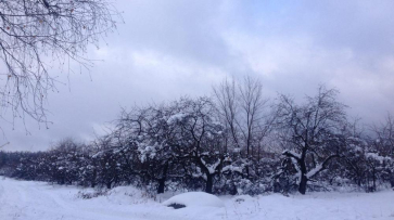 В Воронеже компания «Выбор» вдвое увеличит площадь застройки яблоневого сада