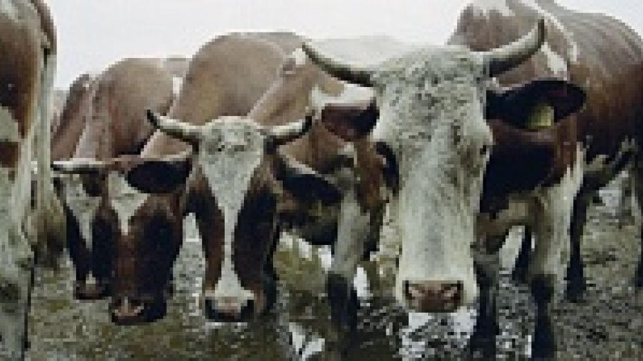 Верхнемамонские приставы за долги фермера арестовали его коров