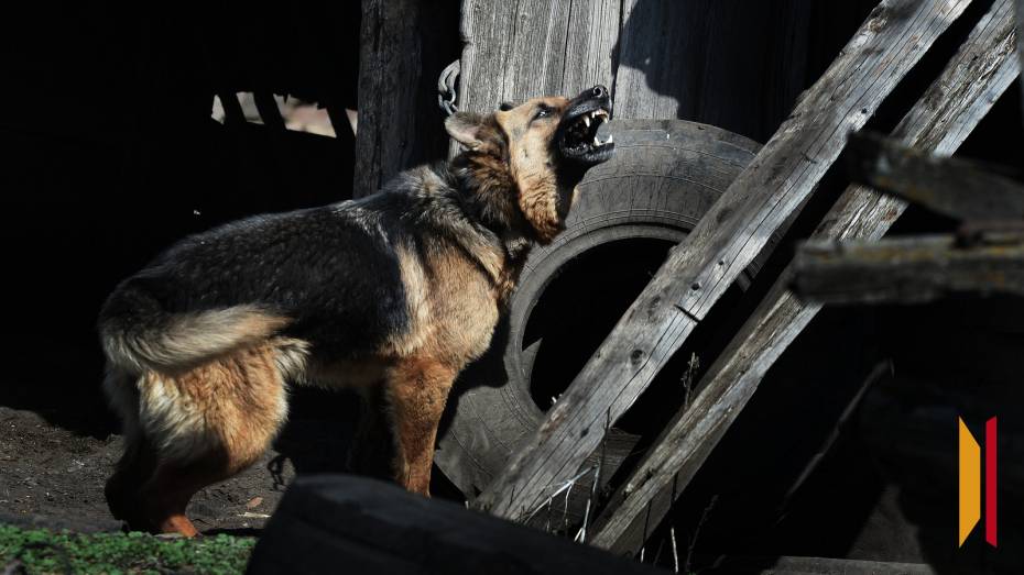 В Воронеже бродячая собака покусала женщину на улице Летчика Щербакова
