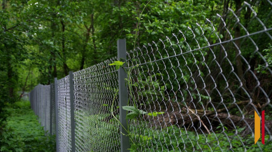 Под Воронежем 7 га лесничества незаконно оформили в частную собственность