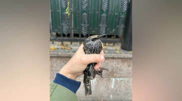Воронежские волонтеры спасли ослабевшего скворца в Москве