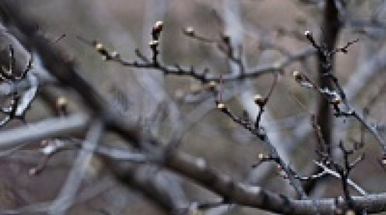 В ближайшие дни погода в Воронеже не улучшится