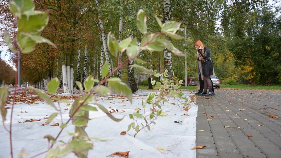 В Острогожске на улице Карла Маркса высадили 1044 дерева