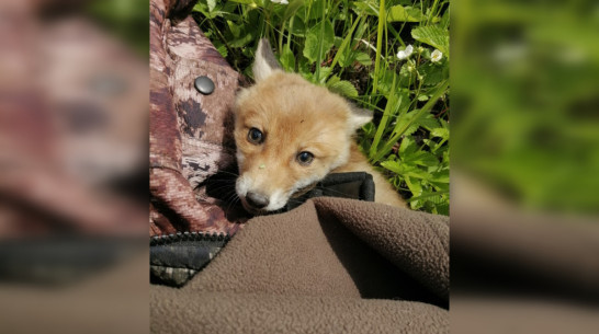 В Панинском районе в фотоловушку попался лис