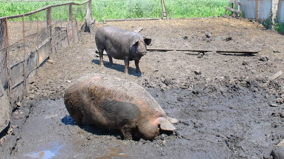 Семилукского фермера оштрафовали за создание летнего лагеря для свиней в водоохранной зоне